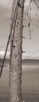 Fishing rod and lure leaning against pine tree