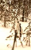 A pair of ski sticks